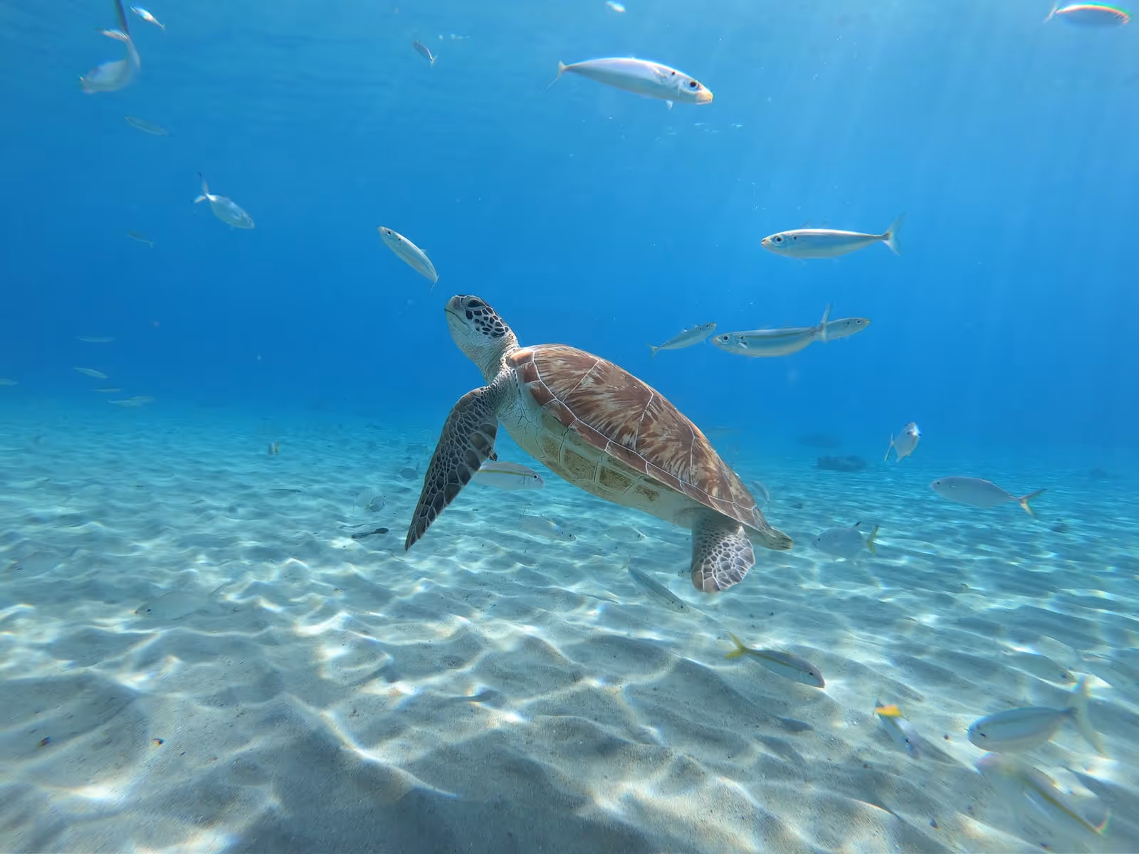 A green sea turtle over the bright sand plateau at Playa Grandi, ringed by baitfish