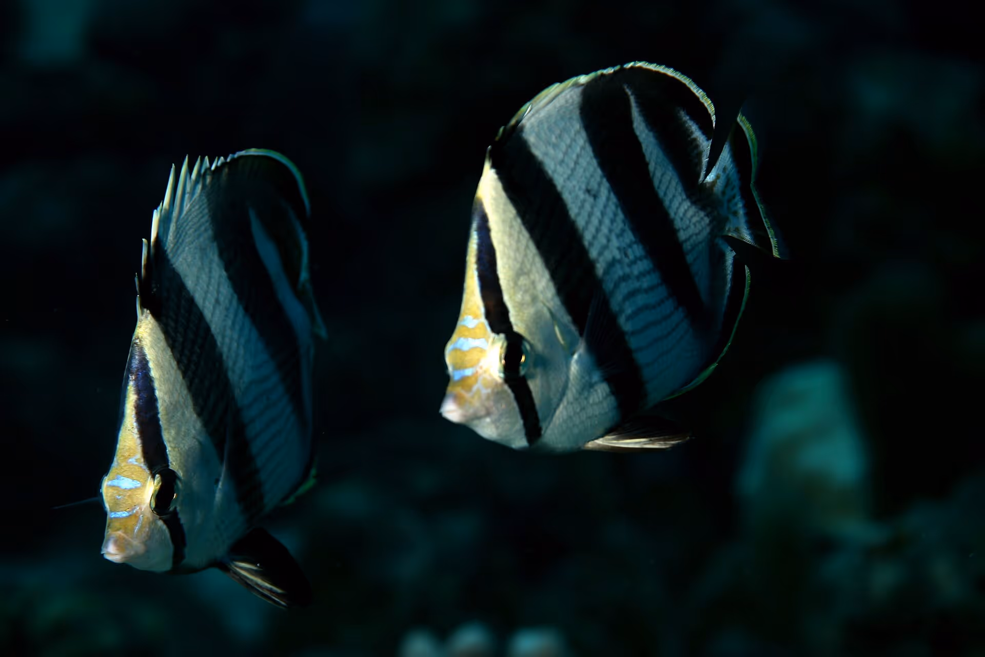 Almost always found in pairs (but sometimes difficult to get two in the same frame), these active little fish are a common site on Caribbean reefs.
(Chaetodon striatus) 

taken at Playa Jeremi, Curaçao, NA