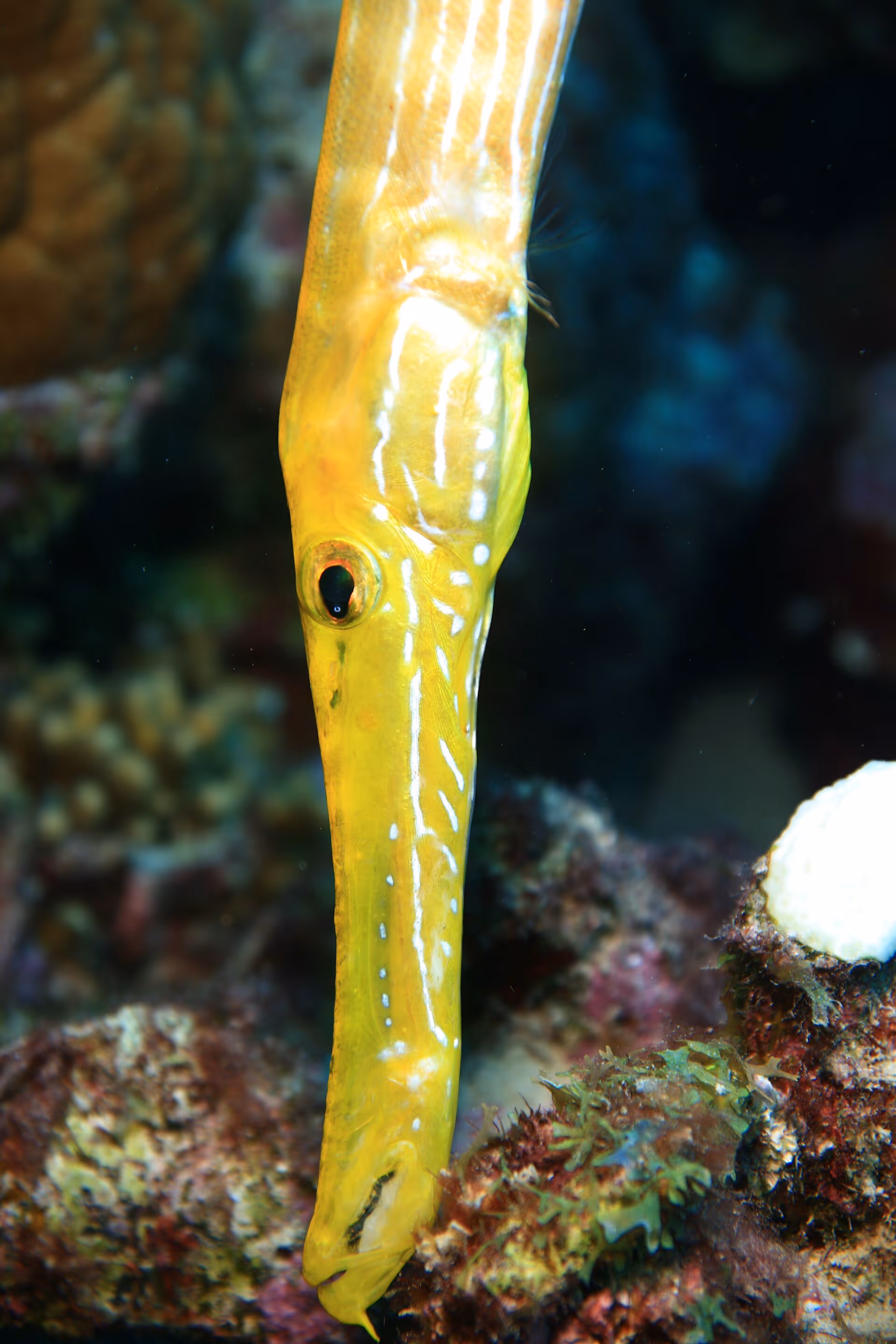 The trumpetfish is not a great swimmer. It doesn't need to be. It usually hangs vertically on the reef, swaying with the surge trying very hard to look like a sponge or a soft coral branch, making the fish less apparent to both predator and prey.

Playa Jeremi Reef, Westpunt, Curaçao