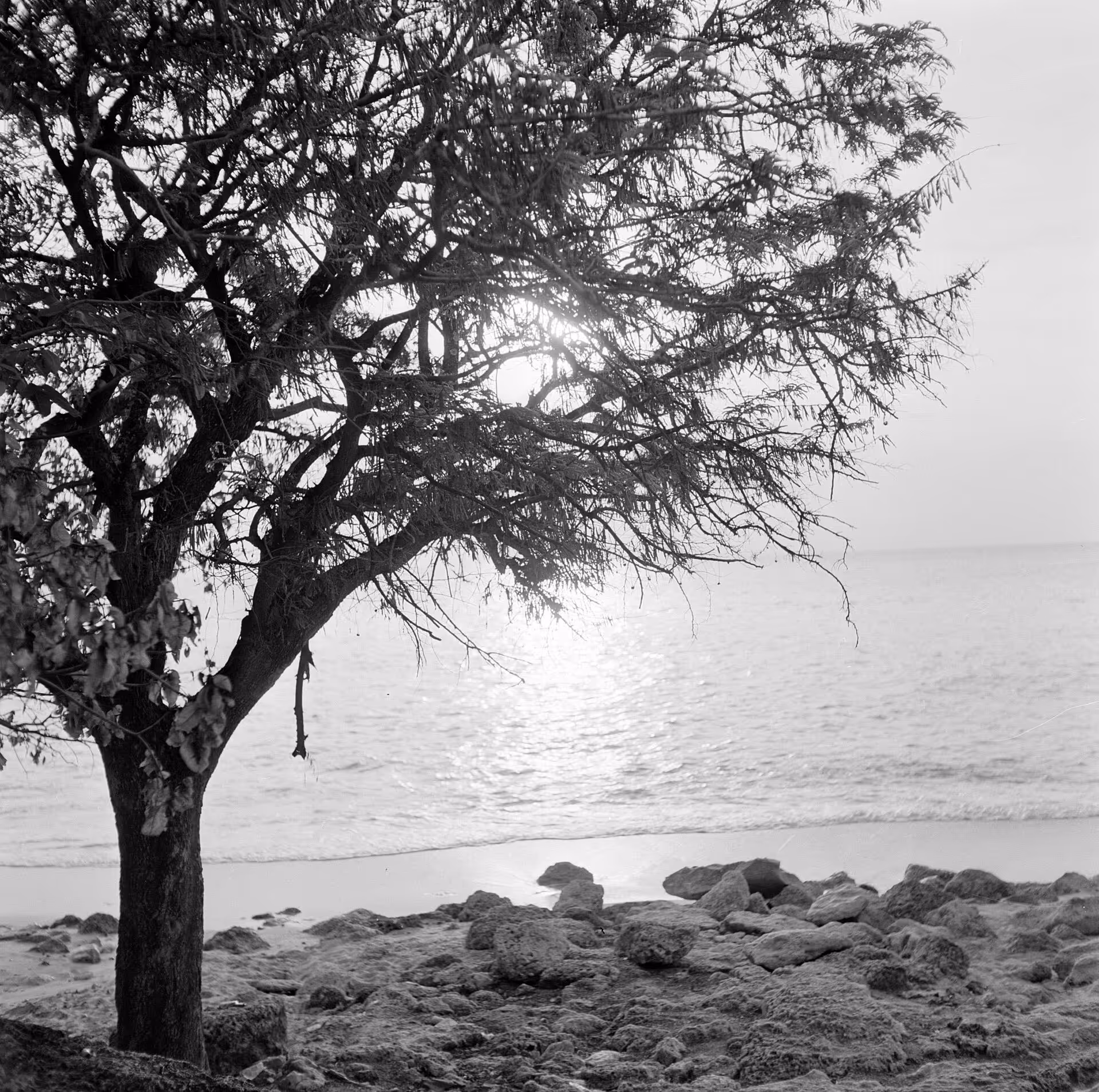 Collectie / Archief : Fotocollectie Van de Poll
Reportage / Serie : Nederlandse Antillen en Suriname ten tijde van het koninklijk bezoek van koningin Juliana en prins Bernhard in 1955
Beschrijving : Playa Jeremi aan de Noordwestkust op Curaçao
Datum : 1 oktober 1955
Locatie : Curaçao, Nederlandse Antillen
Trefwoorden : landschappen, stranden
Fotograaf : Poll, Willem van de
Auteursrechthebbende : Nationaal Archief 
Materiaalsoort : Negatief (zwart/wit)
Nummer archiefinventaris : bekijk toegang 2.24.14.02

Bestanddeelnummer : 252-3494